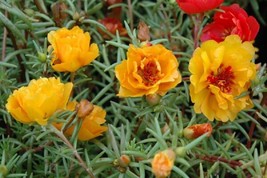 PORTULACA SEEDS SUNDIAL YELLOW 50 MULTI PELLETED SEEDS - $22.48