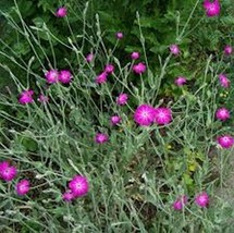 Best Lychnis Coronaria 100 Seeds  - $4.80