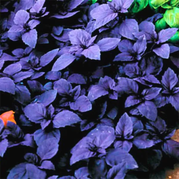 USA Seller FreshDark Opal Basil Seeds Great Color &amp; Flavor 25 Seeds - $12.98