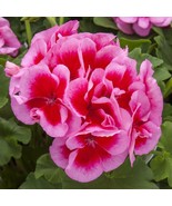 JR Geranium ‘Calliope Pink Flame’ Live Plant - Intense Rosy Pink Zonal G... - £12.65 GBP