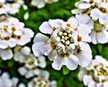 2 50 Empress White Candytuft Rocket Flower Seeds Iberis Amara Medicinal ... - $8.99