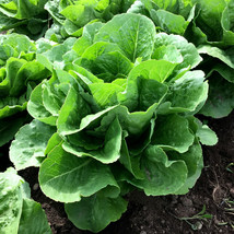 Parris Island Romaine Lettuce Seeds Cos Green Leaf Seed Garden Vegetable  - £4.69 GBP