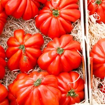 Heirloom Tomato Lottringa Seeds (5 Pack) - Non-GMO, Exotic Home Garden Plant, Pe - £5.59 GBP