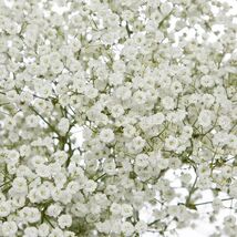 Fresh 300 Baby&#39;s Breath Seeds  - $5.79