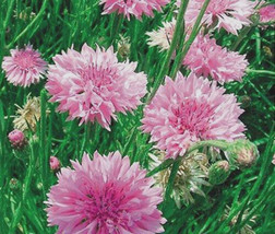 Cornflower Bachelor?? Button Pink Centaurea Cyanus  500 Seeds From US - £8.49 GBP