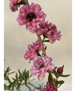 2&quot; pot RED New Zealand Tea Tree -Leptospermum Scoparium Manuka - £23.97 GBP