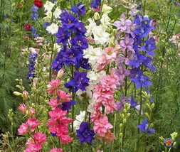 THJAR 500 Delphinium Rocket Larkspur Flower Seeds Giant Imperial Mix - $3.98
