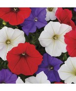 50 Red White Purple Mix Petunia Seeds Flowers Flower Seed Bloom Fresh Ga... - $8.98