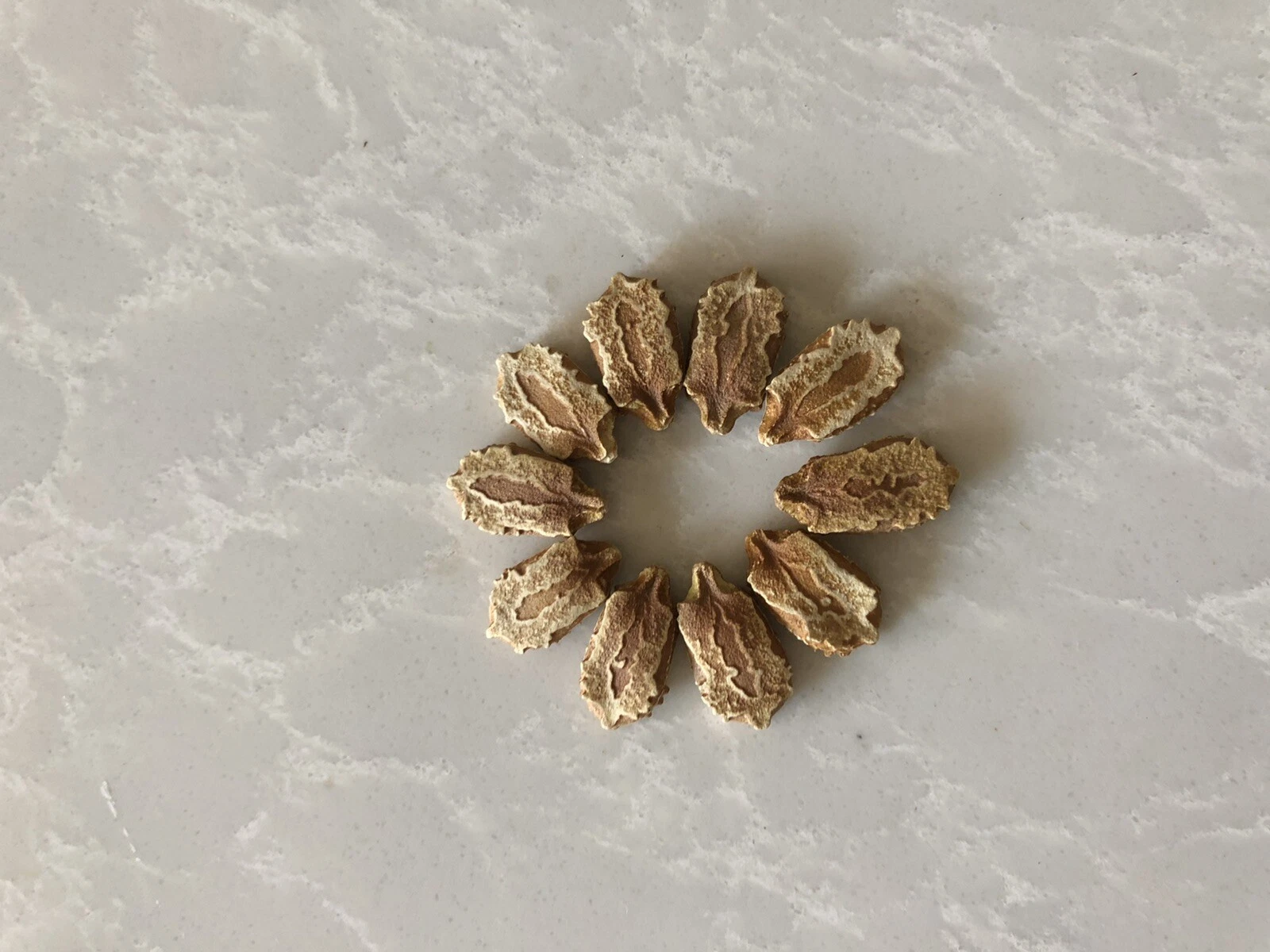 U. S Seller 10 BitterMelon Seeds Fresh Harvested - $26.42
