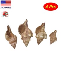 4 Pc Natural Ocean Striped Fox Conch Sea Shell for  Decorating Size 3.5&quot;-5.5&quot; - £7.89 GBP