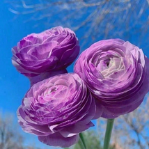 120PCs Plant Purple Kui Flower Lily Easy To Grow Double Petal Plant - $6.00