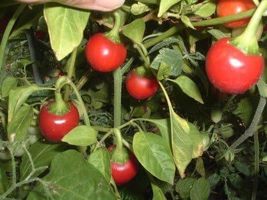 HeirloomSupplySuccess 25 Heirloom Sweet Cherry Pepper Seeds - £3.13 GBP