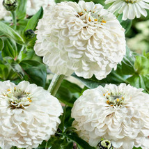 HS  100+ Oklahoma White Zinnia Seeds For Garden Planting - USA  - £5.46 GBP