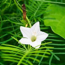 Cypress Vine Seeds Ipomoea Pennata White Flower Seed 100 Seeds USA Fast ... - £13.16 GBP