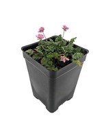 SEPTH Double Pink Fairy Erodium Cranesbill Alpine Geranium 2.5 inch Pot ... - $18.35