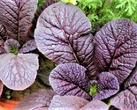 Red Giant Mustard Seeds 300 Seeds Non-Gmo  Fast Shipping - £6.41 GBP