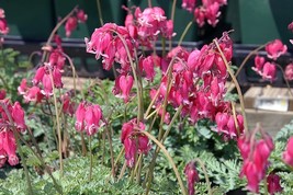 25 king hearts bleeding heart seeds dicentra spectabilis shade flower garden thumb200