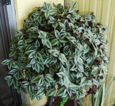 10 Clipping Violet Hill Tradescantia Zebrina Trailing Wandering Jew Houseplant - £27.31 GBP