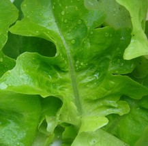 US Seller Oak Leaf Oakleaf Lettuce Seeds Green 1000 New Fresh Seeds - $11.76