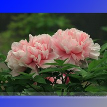 New Fresh Rare Pink Peony Gu Luo Kui Garden Plant Seeds Pack 5 Seeds / Pack Very - £4.53 GBP