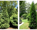 American Pillar Thuja Full Speed A Hedge Plant - Approx 14-18 Inch - $56.93