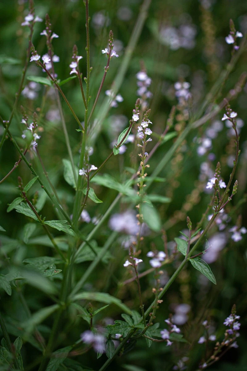 Vervain, European (Verbena officinalis) Seeds - $15.07
