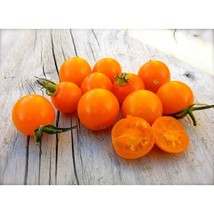 Sungold Select Tomato Seeds Fresh Seeds USA - $12.80