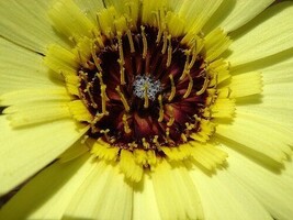 LWSTORE 75 Tolpis Umbrella Milkwort Yellow Hawkeye Flower Seeds Reseedin... - $8.78