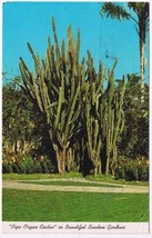 Florida Postcard St Petersburg Pipe Organ Cactus Sunken Gardens - £2.35 GBP