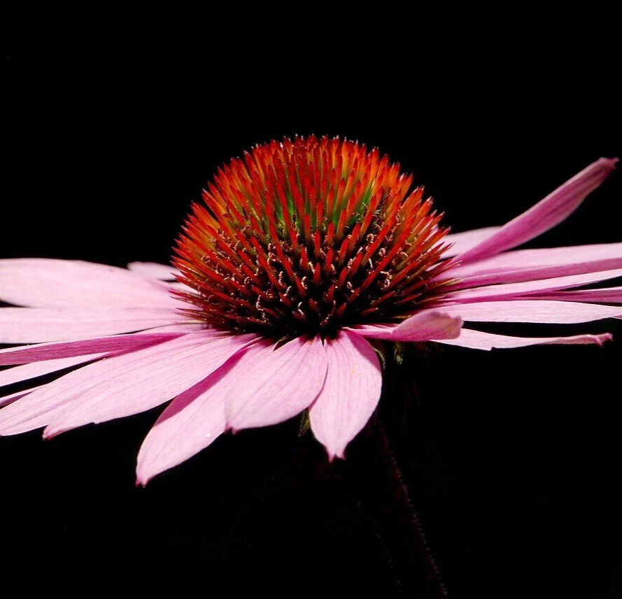 1000 NARROW CONEFLOWER Seeds (Echinacea angustifolia) Perennial House Pl... - $26.79