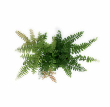 Rosy Maidenhair Adiantum hispidulum 4&quot; Pot - living room - houseplant - £33.56 GBP