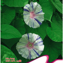 Phoebe White Blue Stripes Morning Glory Climbing Flowers 20 Seeds USA SELLER Gar - £4.23 GBP