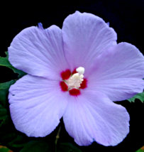 Live Plants Double Red Althea Rose Of Sharon Hibiscus Flowers 1/2 to1&#39; Starter - £36.77 GBP