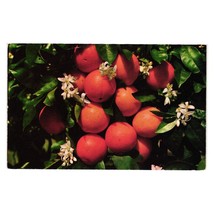 Vintage Postcard Orange Blossoms Fruit Trees, Colourpicture Mail Thinkin... - $6.80