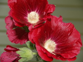 25 Dark Red Hollyhock Alcea Rosea Flower Seeds Perennial Garden Fresh USA Shippi - $12.00