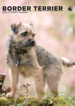 Border Terrier Calendar 2026 - £14.97 GBP