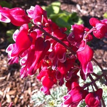 25 burn heart bleeding heart seeds dicentra spectabilis shade flower garden thumb200