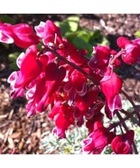 25 Burn Heart Bleeding Heart Seeds Dicentra Spectabilis Shade Flower Garden - $16.31 CAD