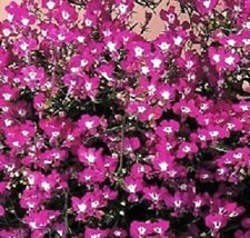 50 Lobelia Regatta Rose Flower Seeds / Annual Fresh Gardening USA SELLER - $14.80