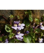 100 Kenilworth Ivy Ivy Leaved Toadflax Cymbalaria Muralis Vine Flower Se... - $286.70 MXN