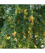 Manilla tamarind, Pithecellobium dulce exotic Madras thorn fruit seed - ... - £7.94 GBP