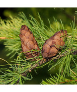 SDC Larix Sibirica Siberian Larch Tree Withstand Extremely Low Temperatures Fres - $18.04