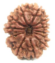 12 Mukhi rudraksha - 25.72 mm - Nepal - IGL Certified - $123.75