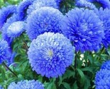 Blue Aster Flower 50 Seeds Bloom Flowers Perennial Wildflower - £5.19 GBP