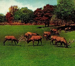 New York NY NYC Zoological Park Part of Elk Herd 1910s Vtg Postcard UNP - £3.14 GBP