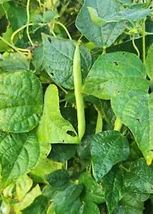 Beans.White Half Runner Beans,Non.Gmo, Heirloom.Organic.Amish Seeds - £7.16 GBP