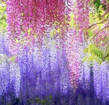 10pcs Purple Wisteria Flower Seeds Perennial Climbing Plants Bonsai Home... - £6.57 GBP