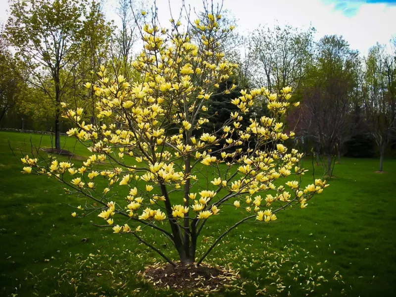 BUTTERFLIES Magnolia Hybrid Tree Vivid Yellow Fragrant Blooms 20-28"" Tall - $96.21
