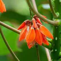 Erythrina Arborescens Seed Erythrina Tienensis Himalayan Coral Tree 5 Seeds Fres - £7.11 GBP