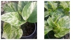4 Leaves in 4&quot; Pots Marble Queen Pothos Easy Tropical Indoors/Outdoors p... - $27.99